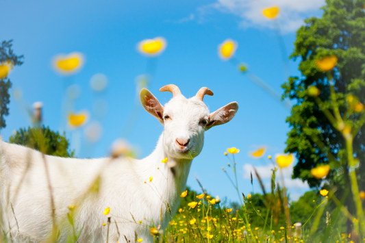 White goat standing in a sunny flower-filled meadow – symbolising the natural source of Logan’s Goat’s Milk Powder for pets.
