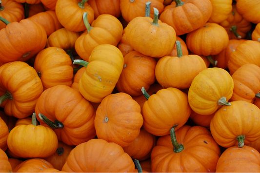 Discover the Health Benefits of Pumpkin Powder for Dogs & Cats