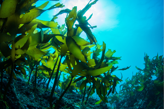 How Organic Seaweed Powder Enhances Your Pet’s Dental Health Naturally