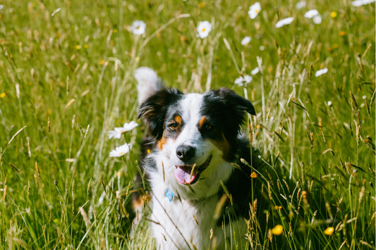 Natural Antihistamines for Dogs: How Nettle Powder Can Help This Allergy Season