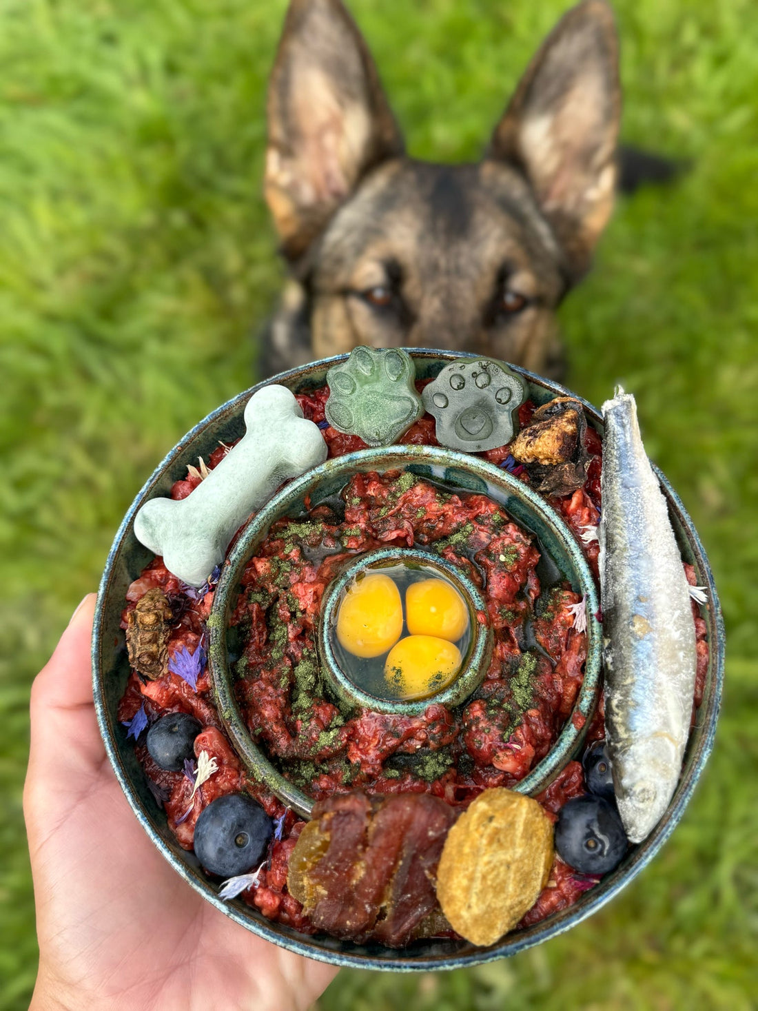 Super Greens Powder for Dogs & Cats: Benefits, Ingredients & Why It Works