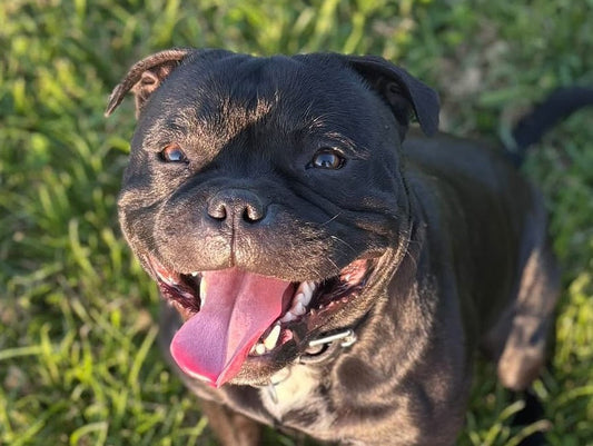 Happy dog with sensitive stomach helped by Logan's natural Slippery Elm Bark supplement