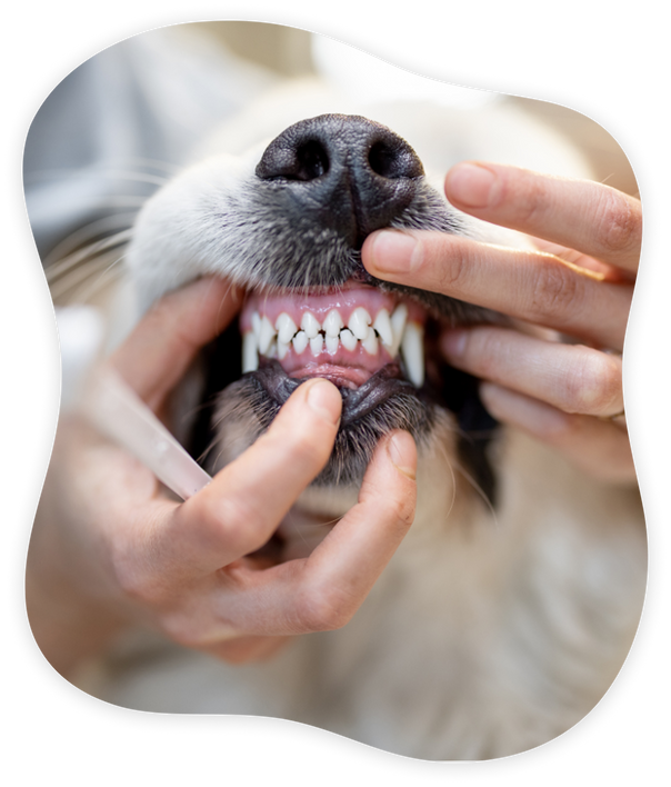 Why Cats & Dogs Love it