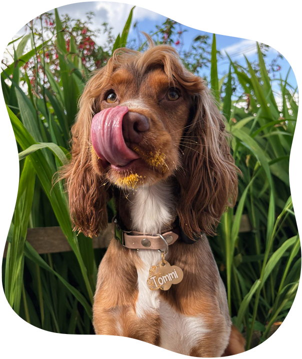Why Cats & Dogs Love it
