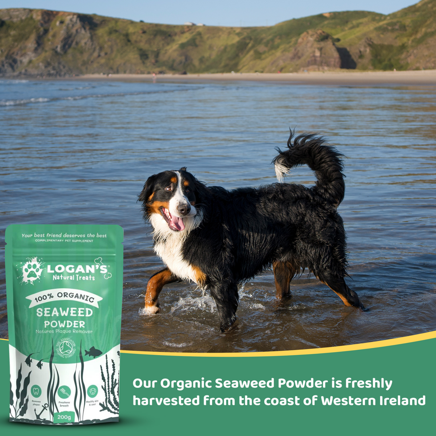 Happy dog and family at the beach with Logan’s Organic Seaweed Powder for pets, promoting healthy teeth and gums.